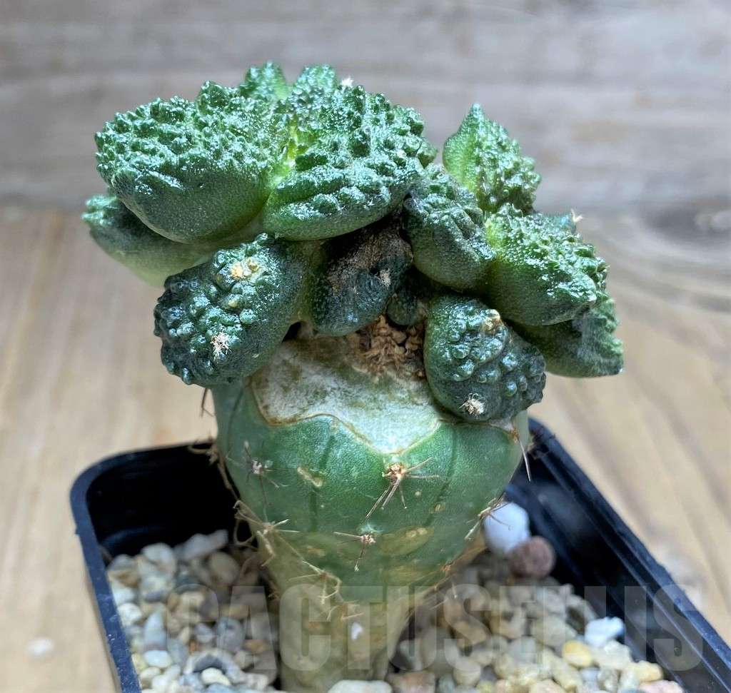 SHPR28714 Ariocarpus fissuratus “Godzilla” , grafted - Image 3