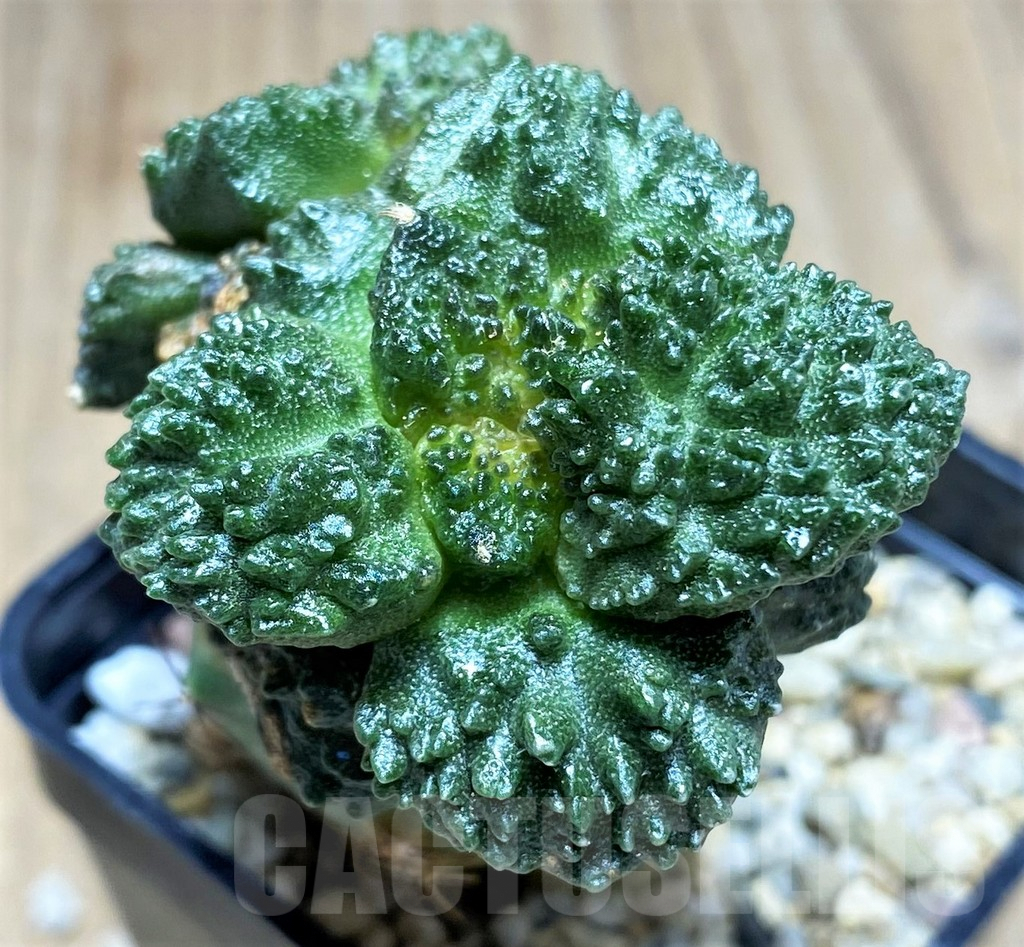 SHPR28714 Ariocarpus fissuratus “Godzilla” , grafted