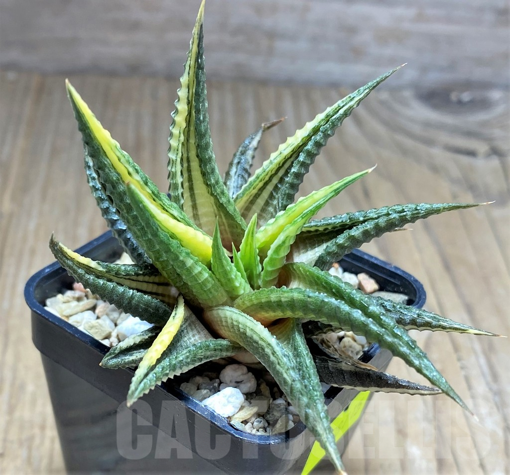 SHPR28715 Haworthia limifolia hybrid f. variegata - Imagen 3