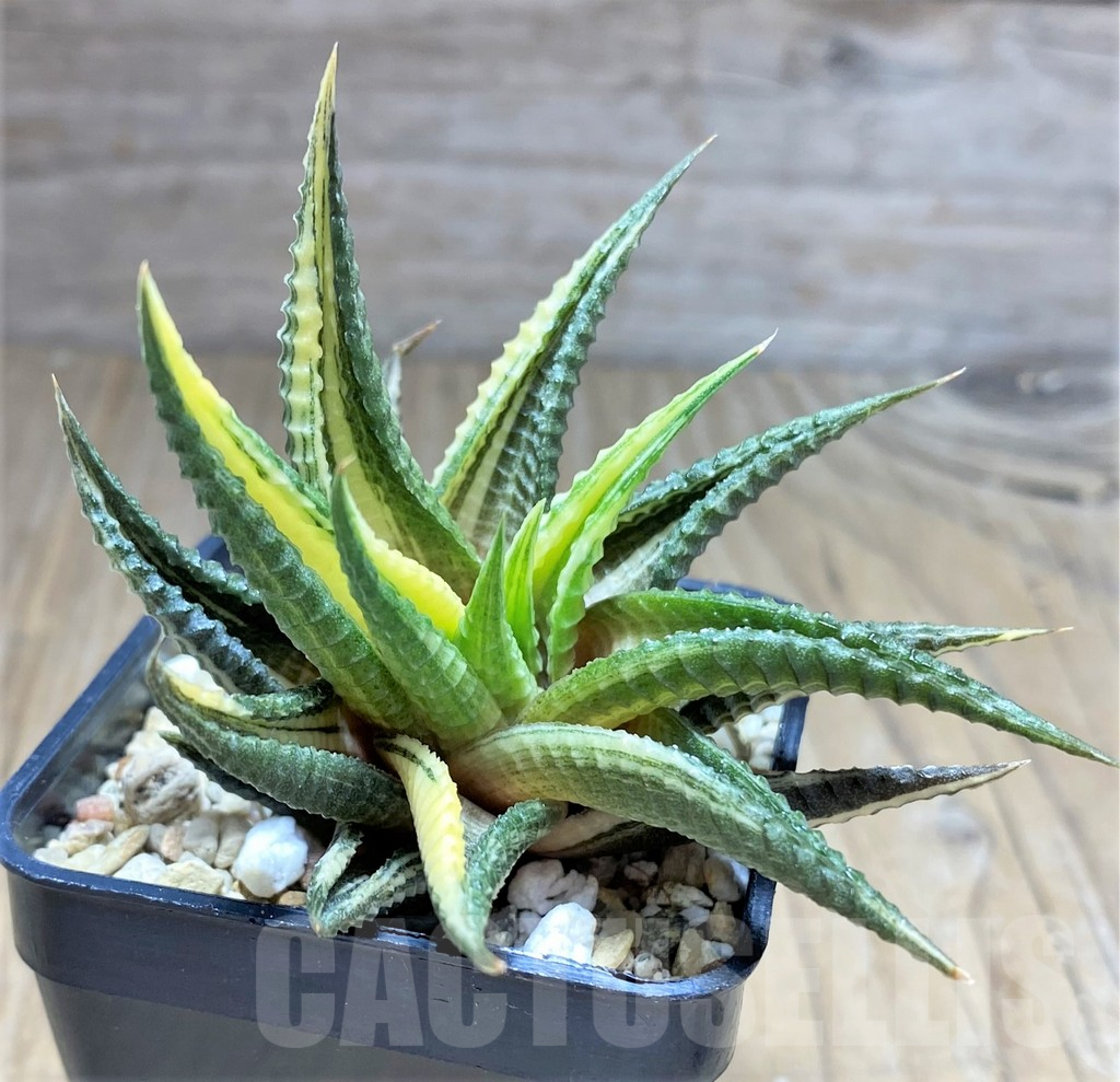 SHPR28715 Haworthia limifolia hybrid f. variegata