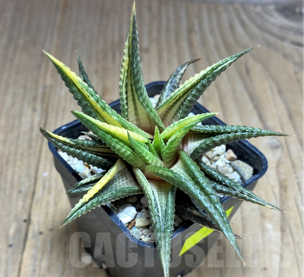 SHPR28715 Haworthia limifolia hybrid f. variegata - Imagen 2