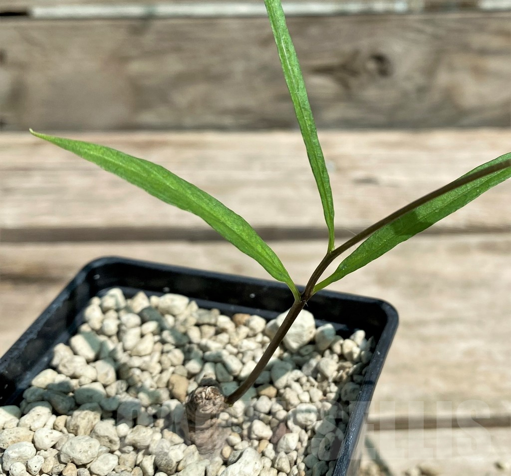 SHPR28716 Ipomoea lapathifolia ES 21259 - Imagen 2