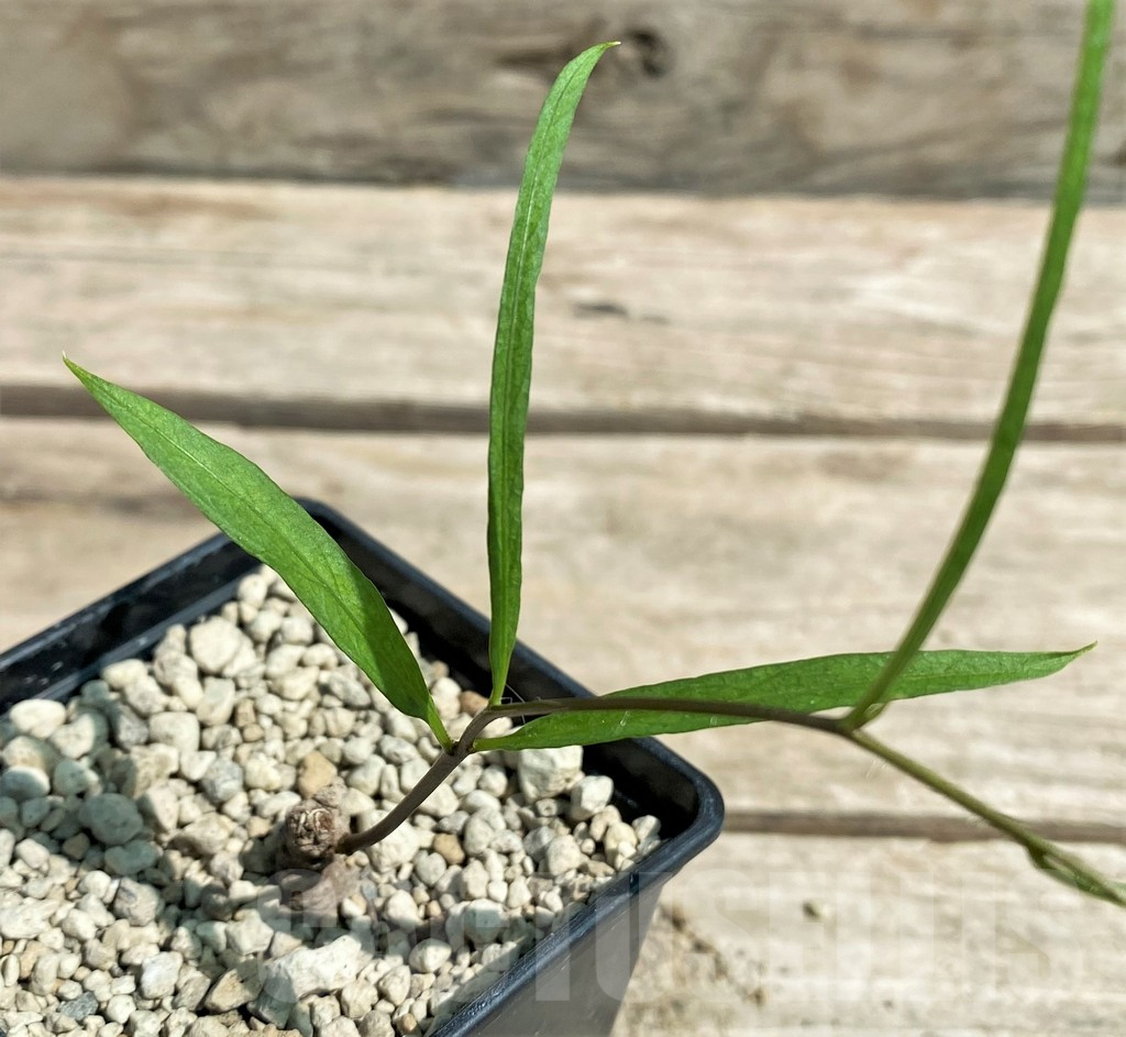 SHPR28716 Ipomoea lapathifolia ES 21259