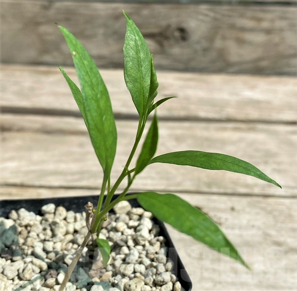 SHPR28717 Ipomoea lapathifolia ES 21259