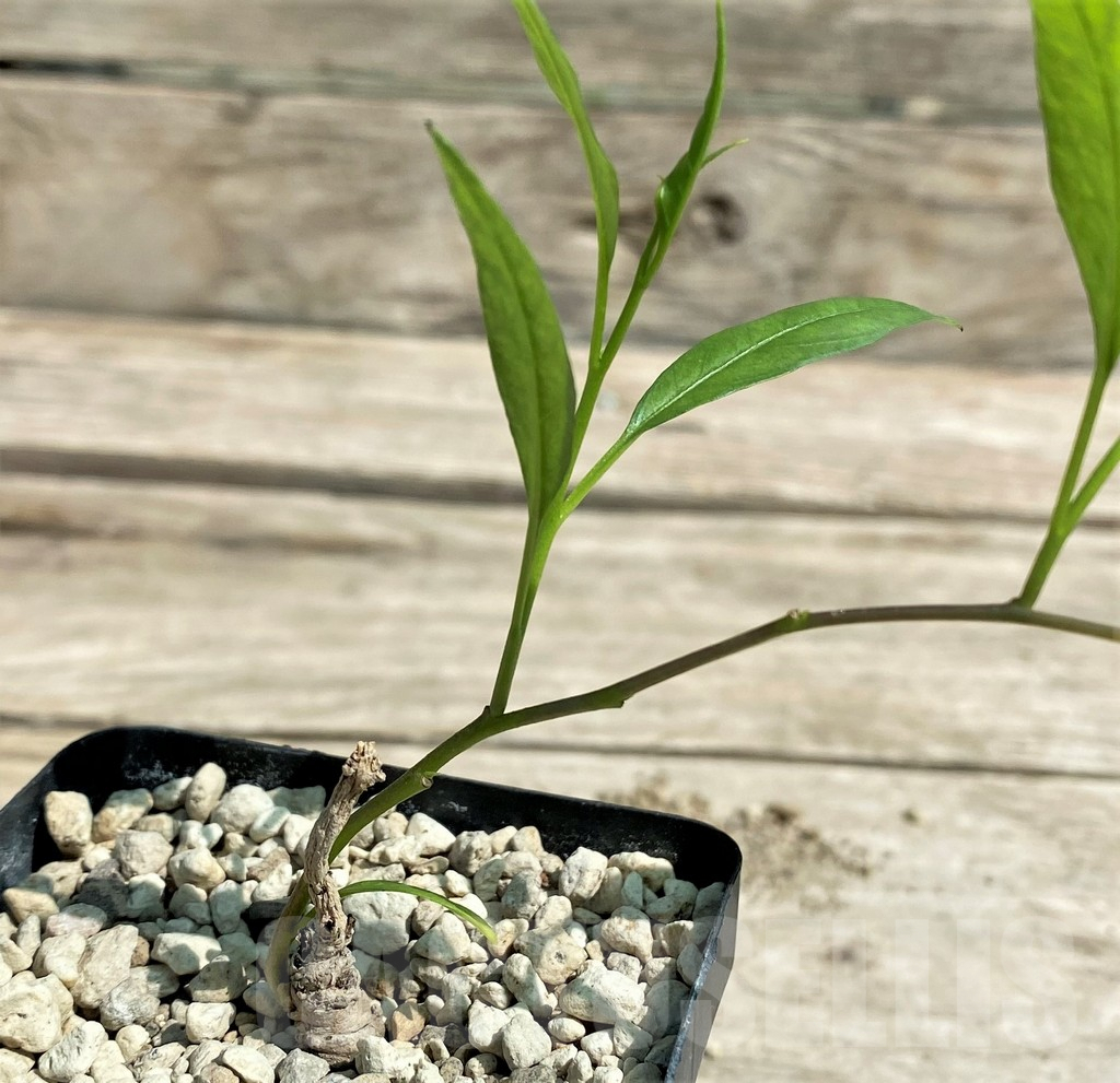 SHPR28717 Ipomoea lapathifolia ES 21259 - Obrázek 2