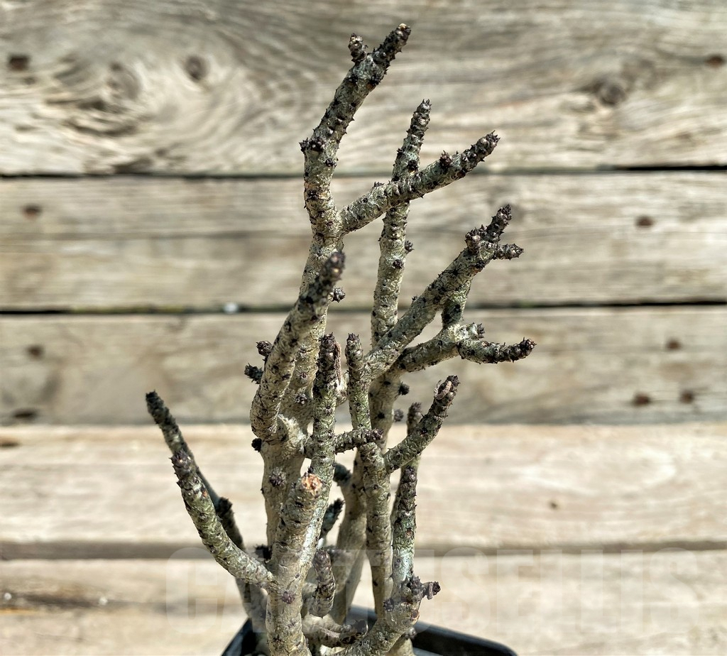 SHPR28719 Tylecodon buchholzianus, typ 2 - Obrázek 2