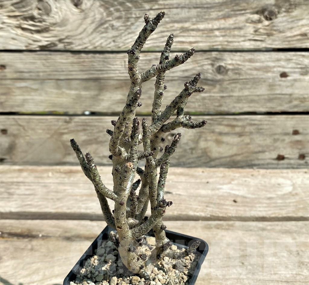 SHPR28719 Tylecodon buchholzianus, typ 2 - Obrázek 3