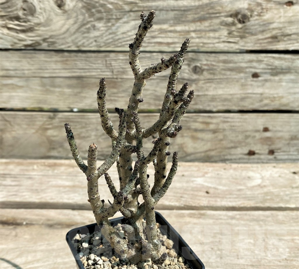 SHPR28719 Tylecodon buchholzianus, typ 2 - Obrázek 4