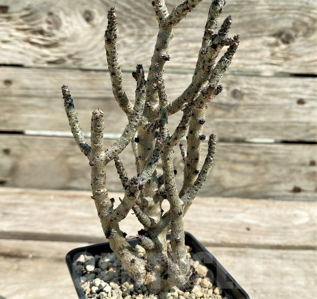 SHPR28719 Tylecodon buchholzianus, typ 2