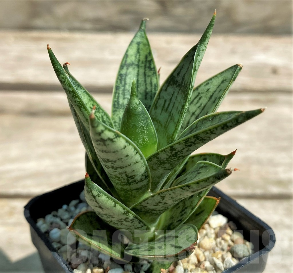 SHPR28721 Sansevieria ‘San Margarita’ - Obrázek 2