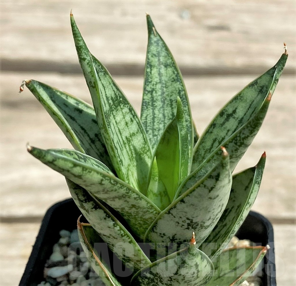 SHPR28721 Sansevieria ‘San Margarita’