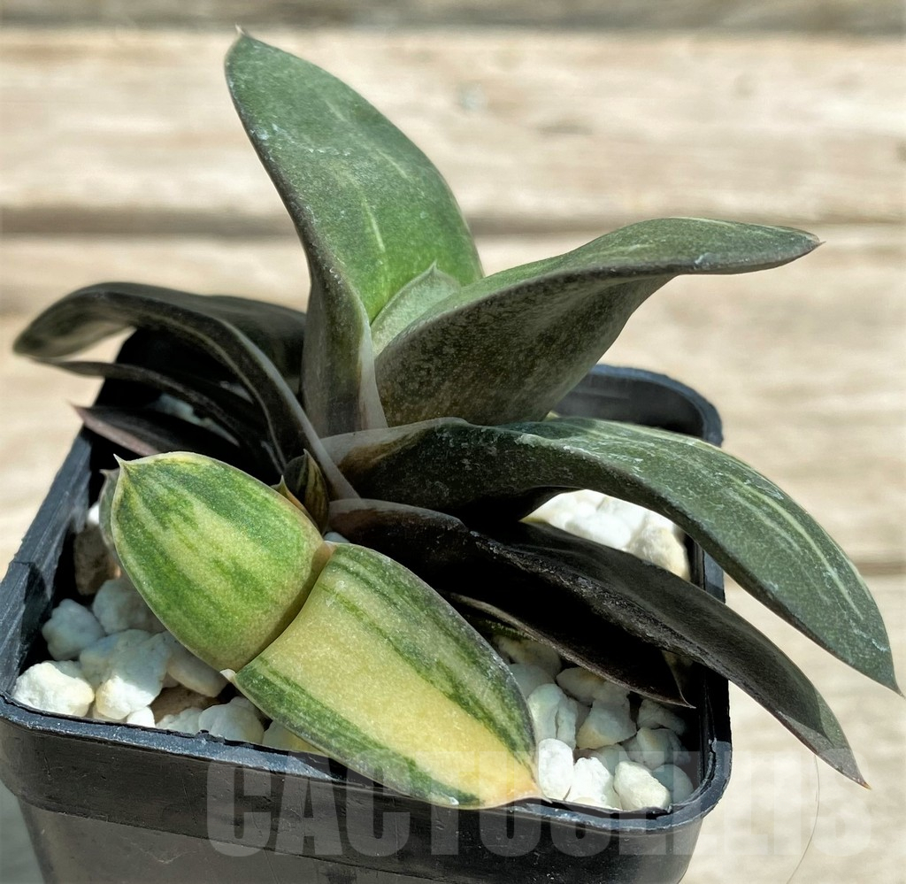 SHPR28723 Gasteria glomerata f. variegata, seedling - Obrázek 2
