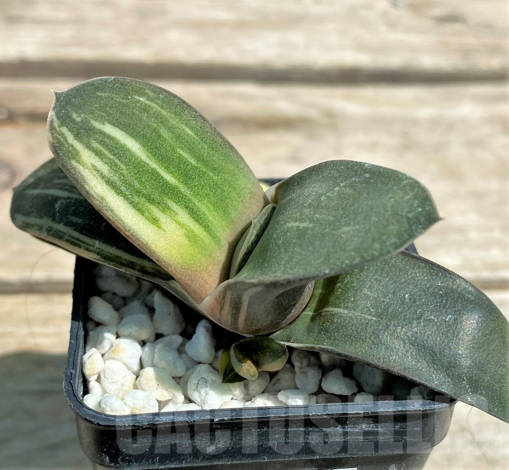 SHPR28723 Gasteria glomerata f. variegata, seedling