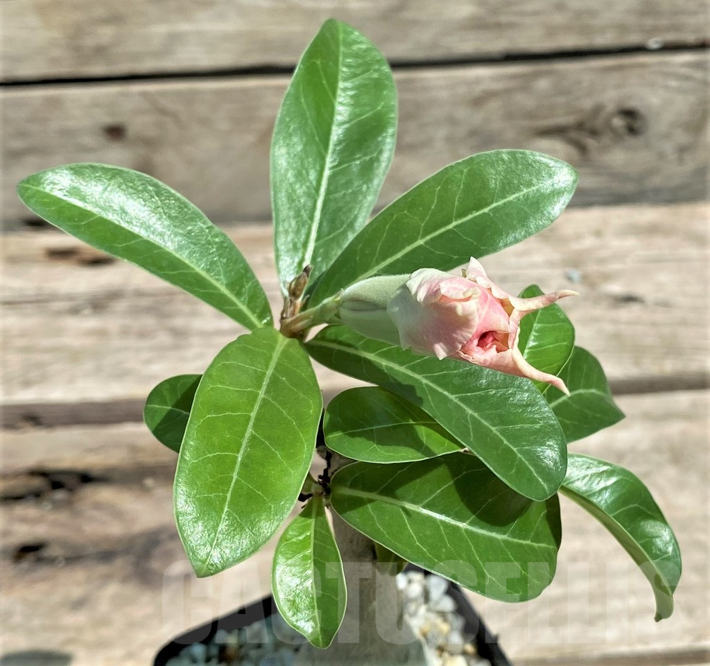 SHPR28729 Adenium 'Wealthy', grafted