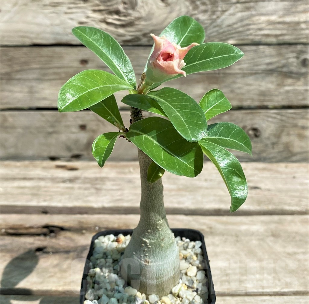 SHPR28729 Adenium 'Wealthy', grafted - Obrázek 2