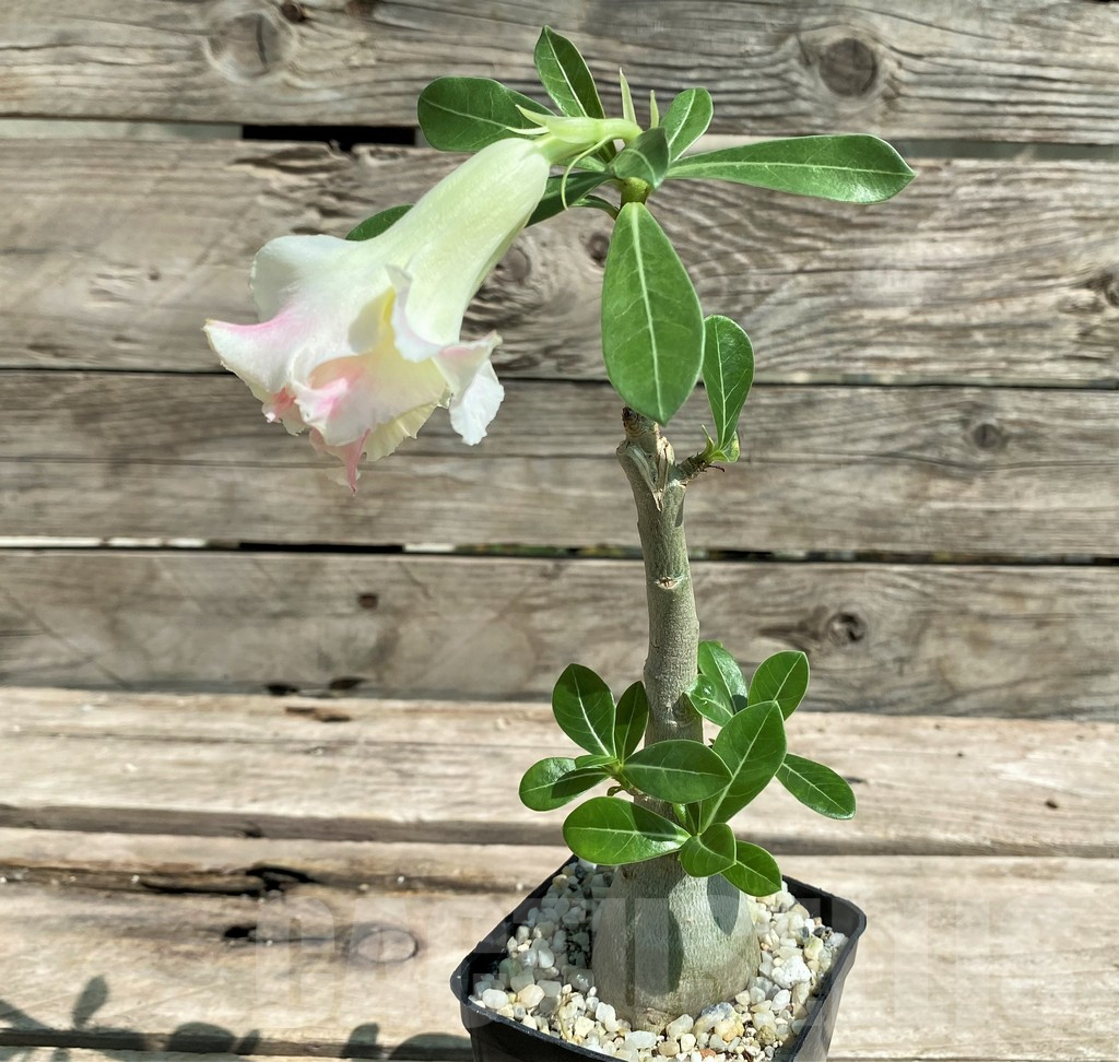 SHPR28730 Adenium 'Thong Chompoo', grafted - Obrázek 2