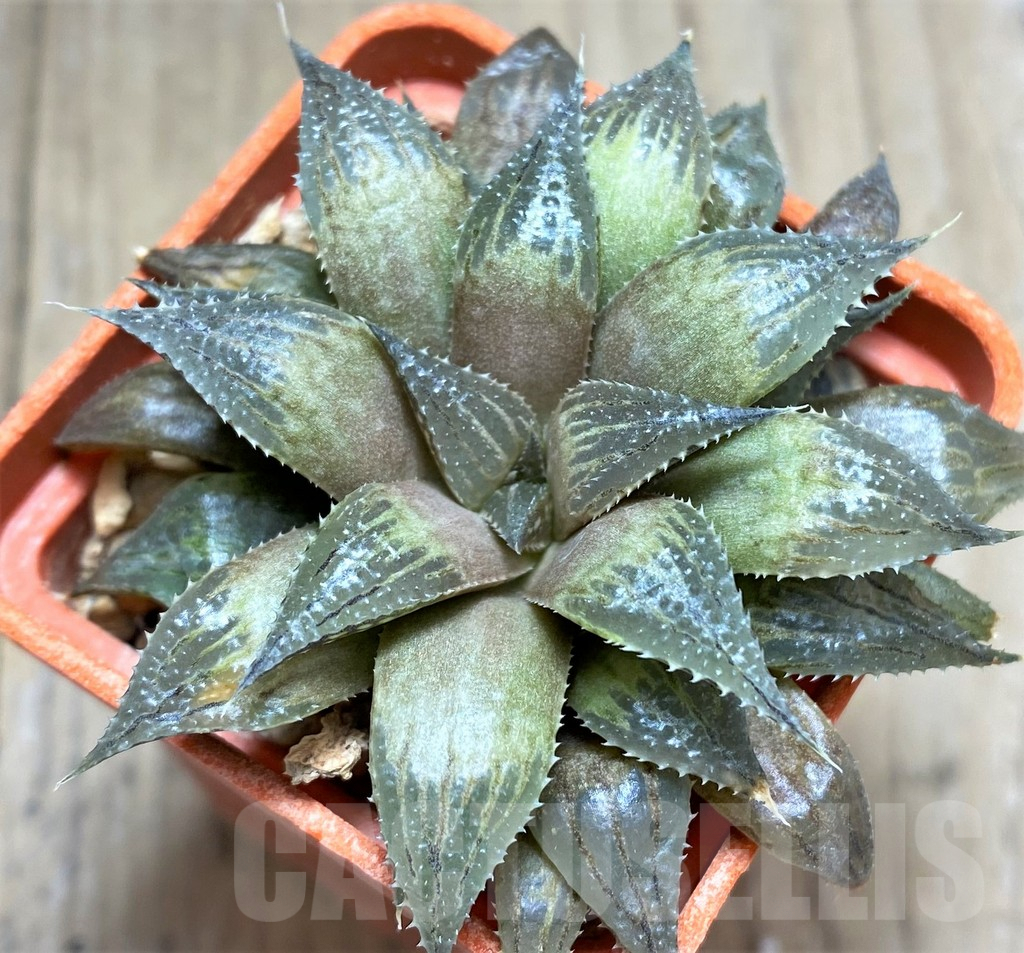 SHPR28810 Haworthia mirabilis v. paradoxa
