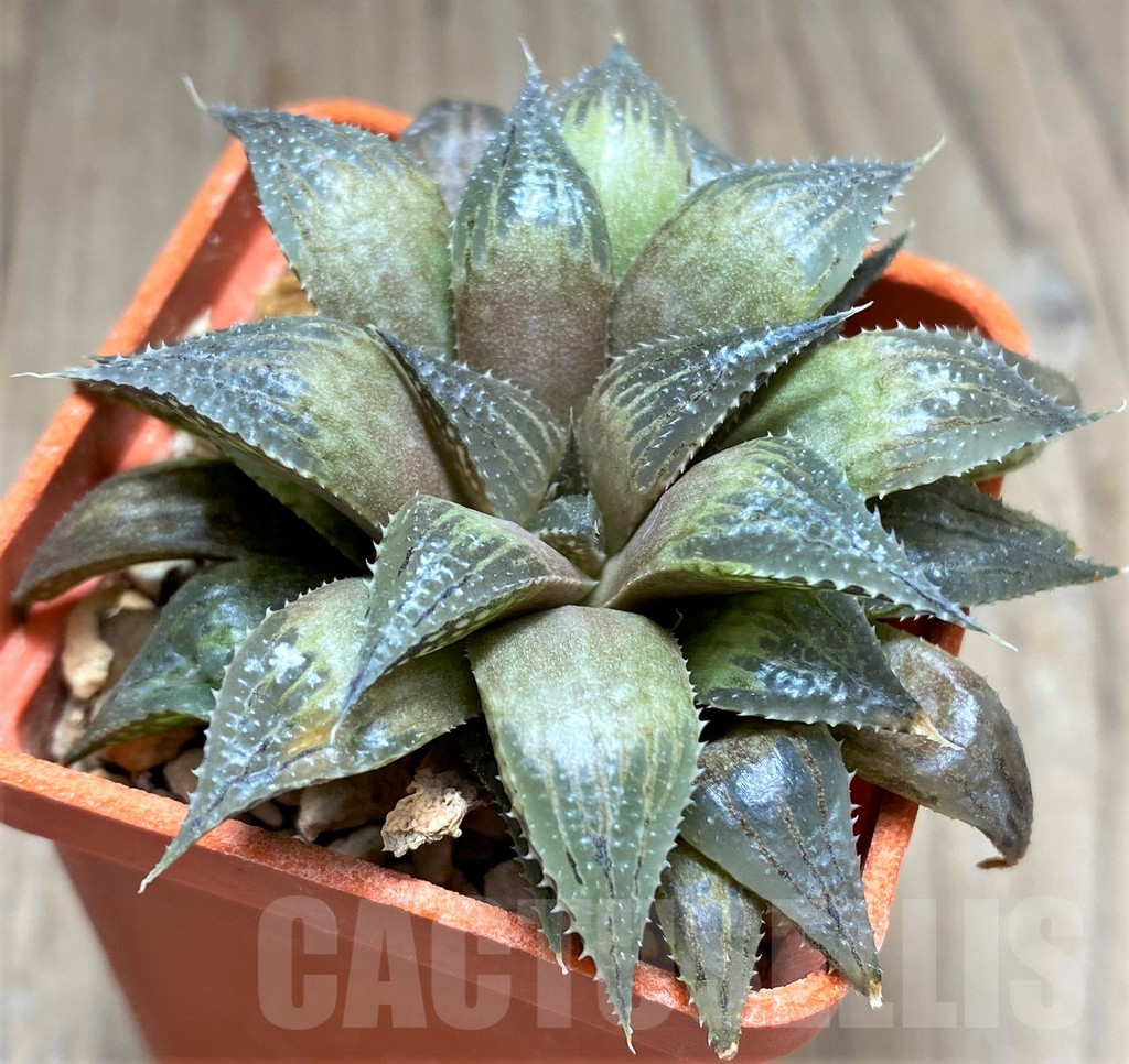 SHPR28810 Haworthia mirabilis v. paradoxa - Obrázek 2