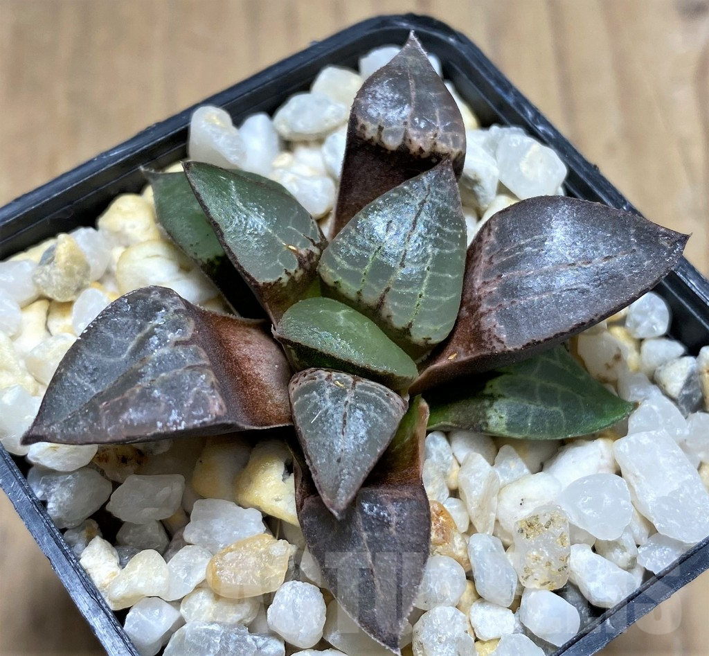 SHPR28811 Haworthia comptoniana -Select form- - Image 2