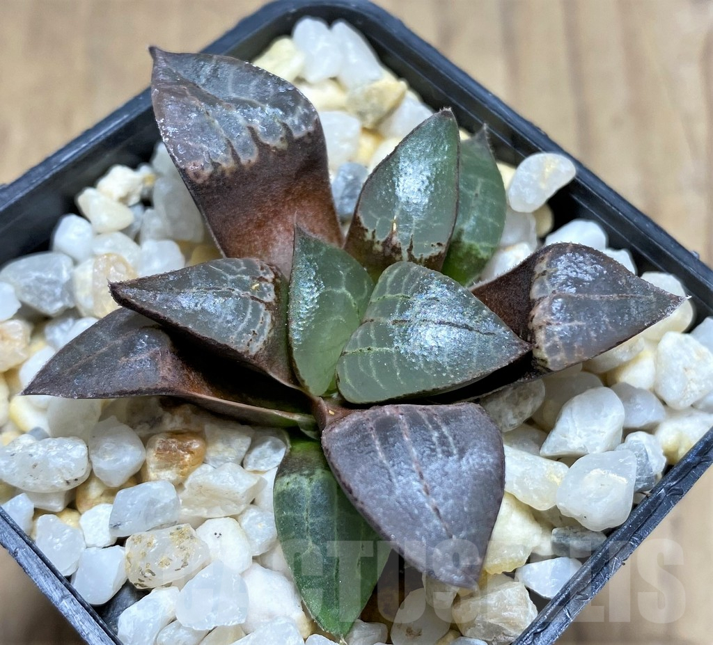 SHPR28811 Haworthia comptoniana -Select form-