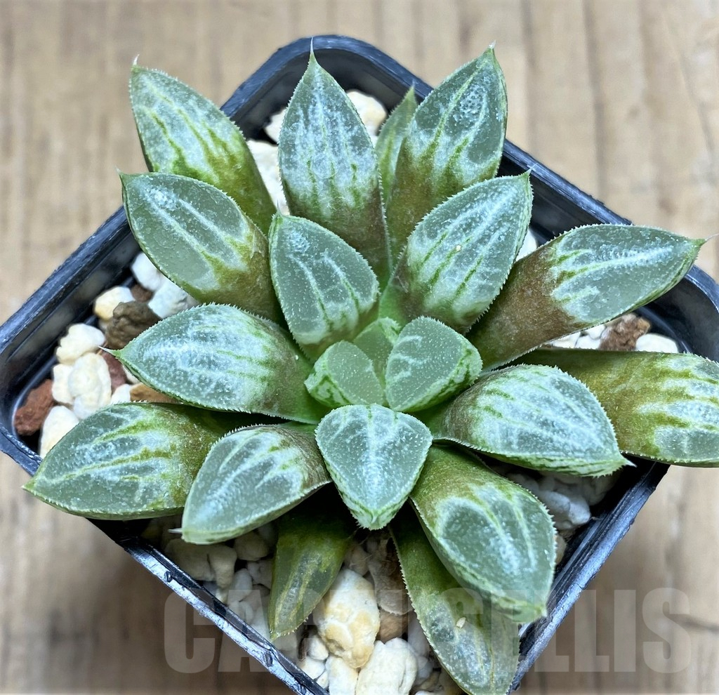 SHPR28812 Haworthia 'Love Heart'