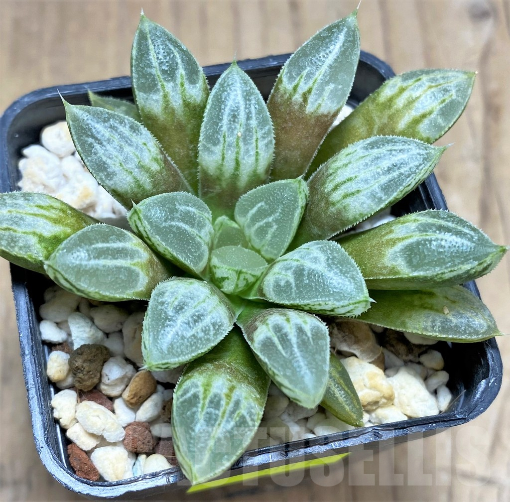 SHPR28812 Haworthia 'Love Heart' – Bild 2