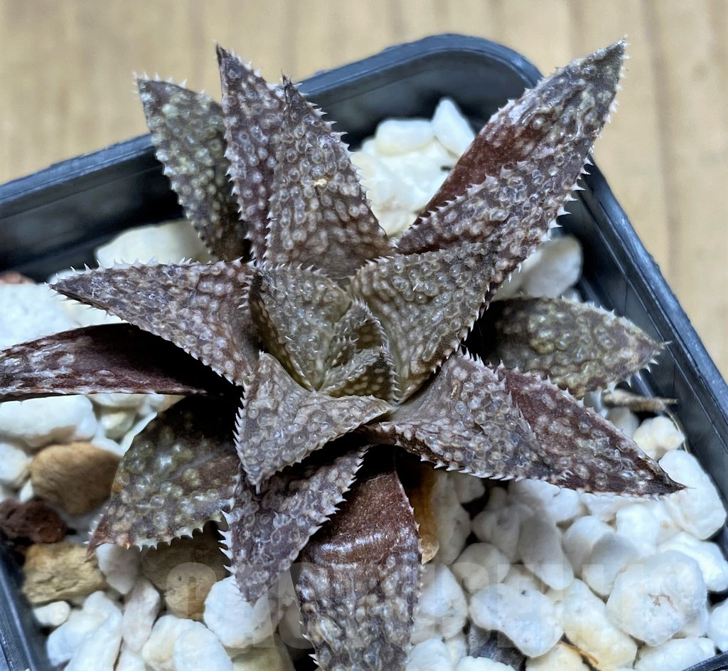 SHPR28814 Haworthia reticulata hybrid – Bild 2