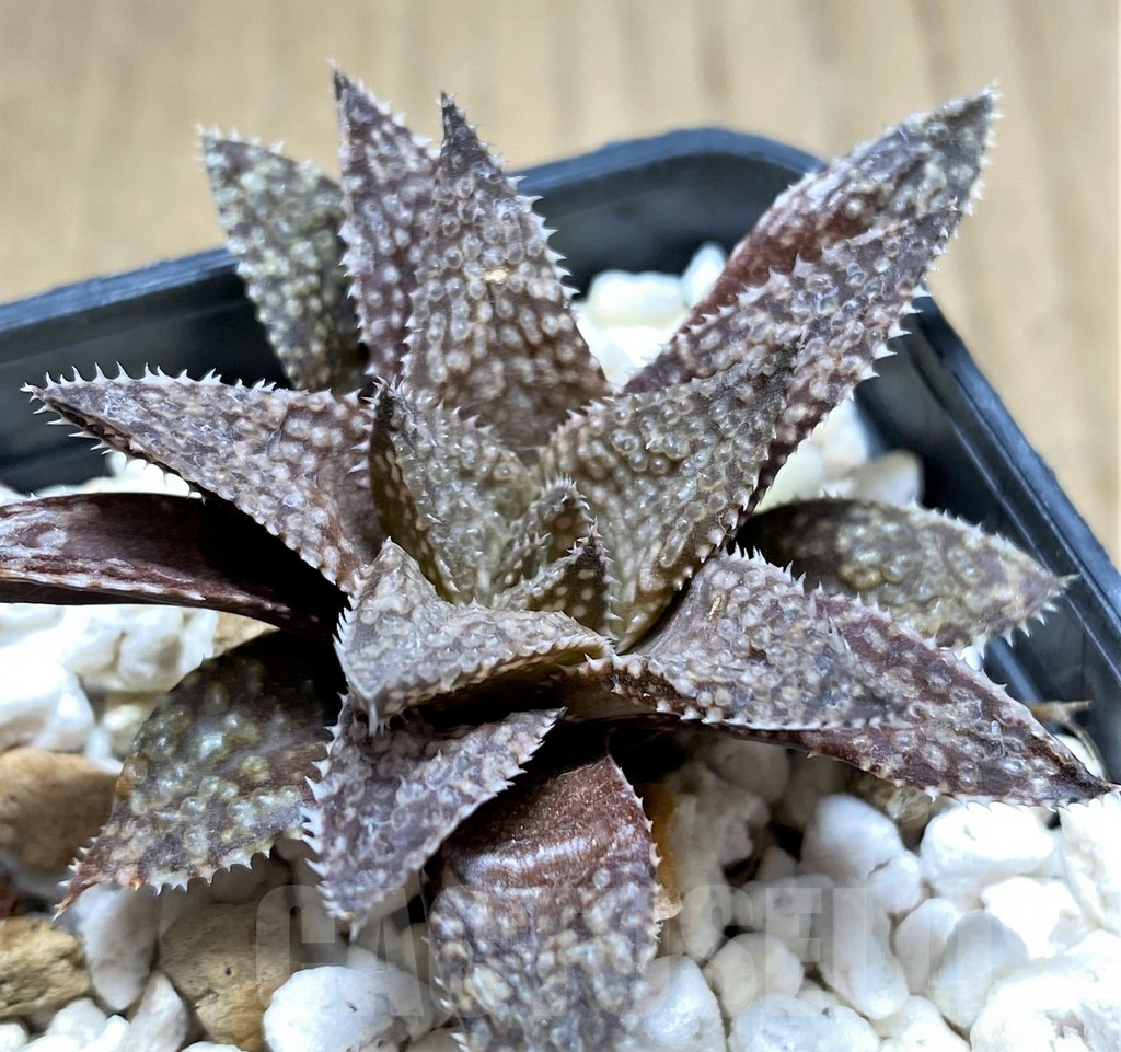 SHPR28814 Haworthia reticulata hybrid