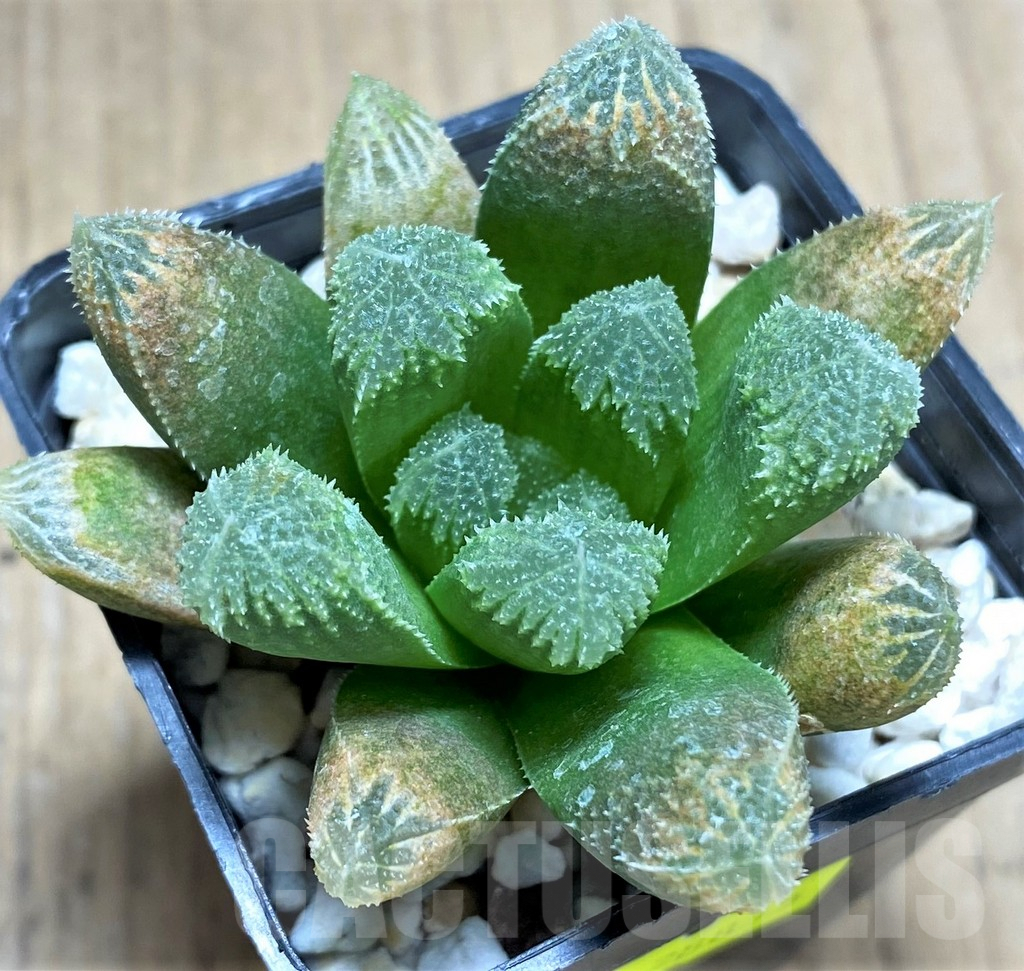 SHPR28815 Haworthia cooperi v. venusta x maughanii – Bild 2