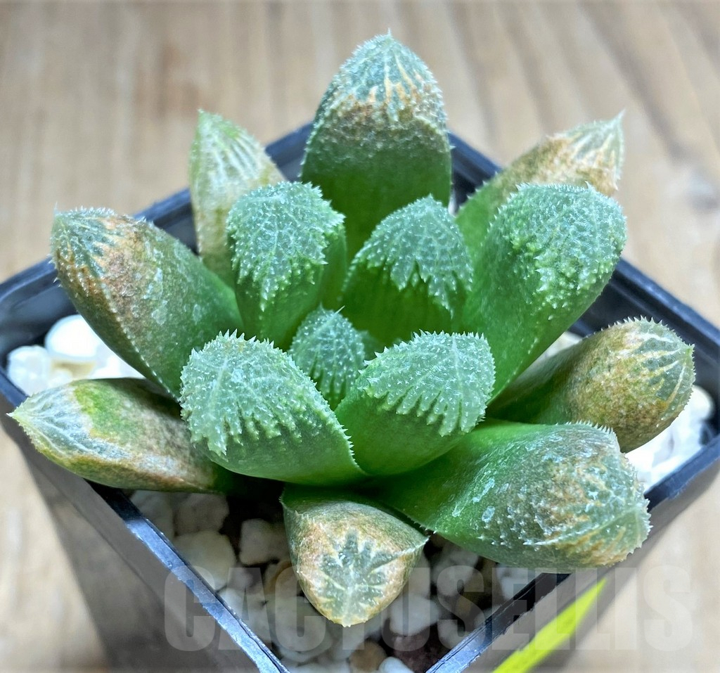 SHPR28815 Haworthia cooperi v. venusta x maughanii