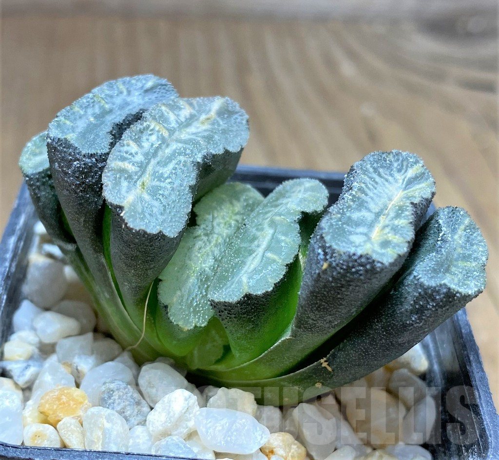 SHPR28825 Haworthia truncata -Japan- – Bild 2