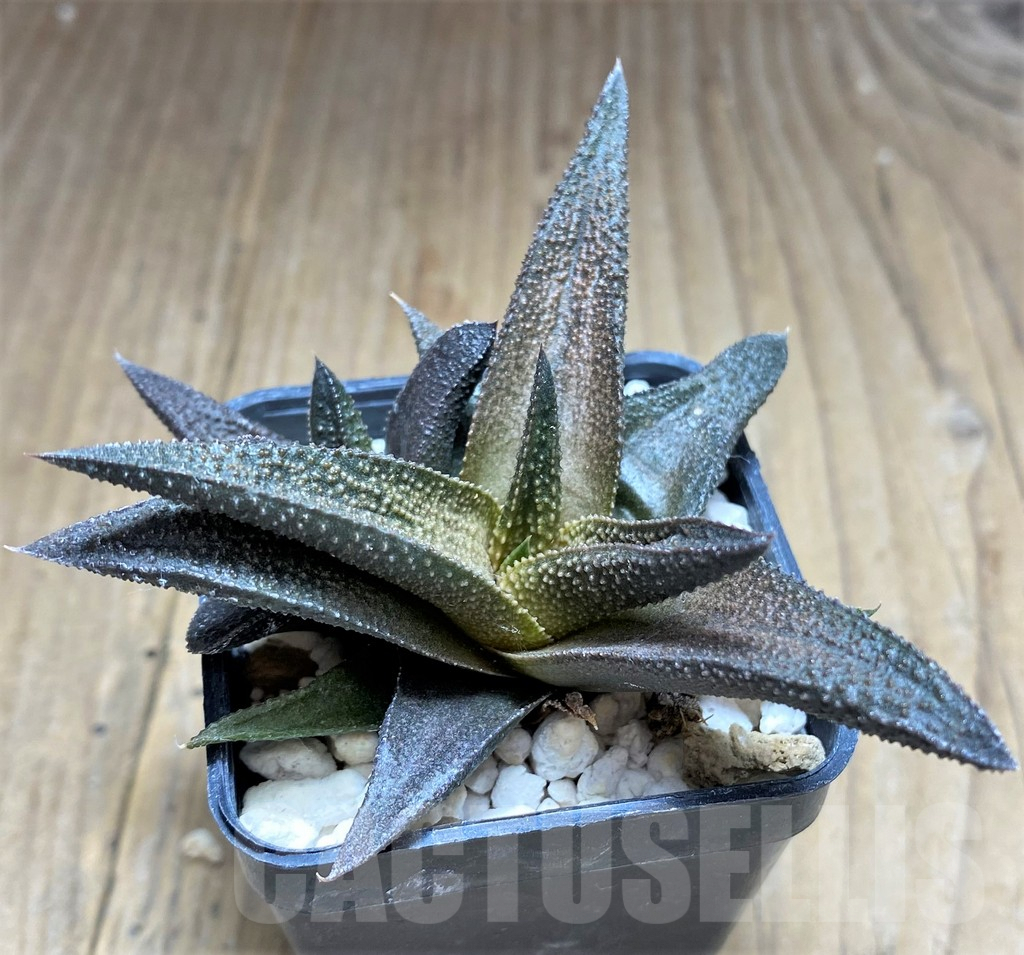 SHPR28831 Haworthia scabra x koelmaniorum – Bild 3
