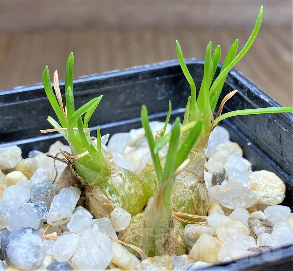 SHPR28835 Ornithogalum lithopsoides
