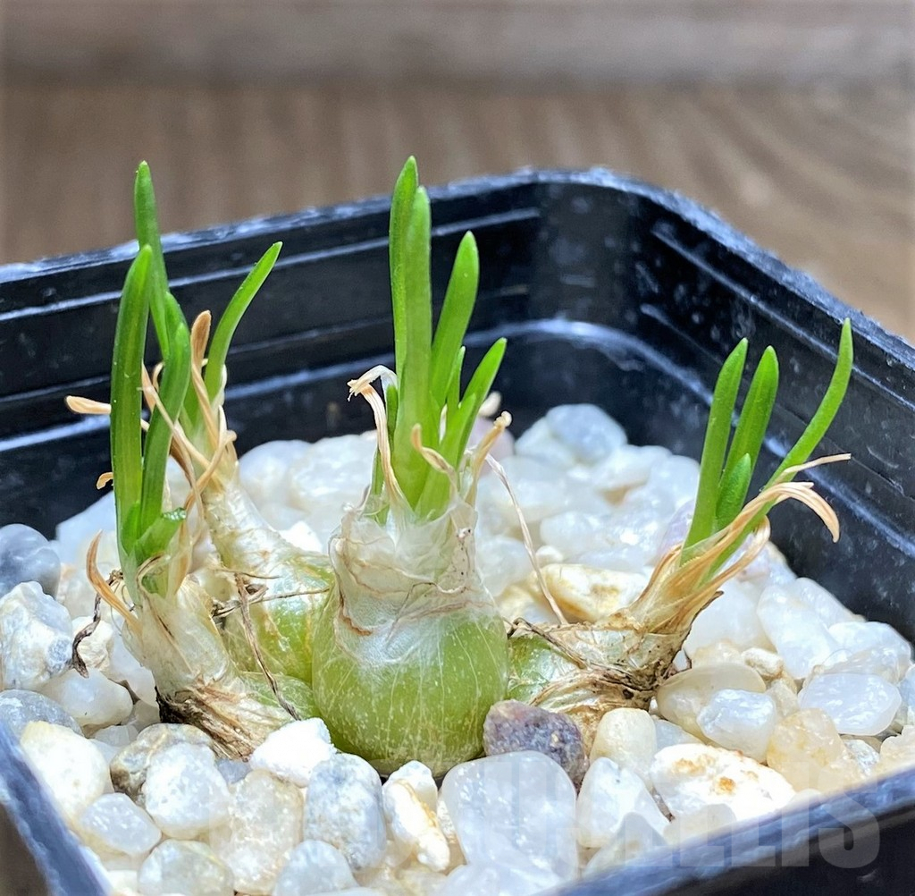 SHPR28836 Ornithogalum lithopsoides – Bild 2
