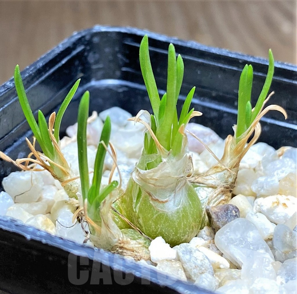 SHPR28836 Ornithogalum lithopsoides