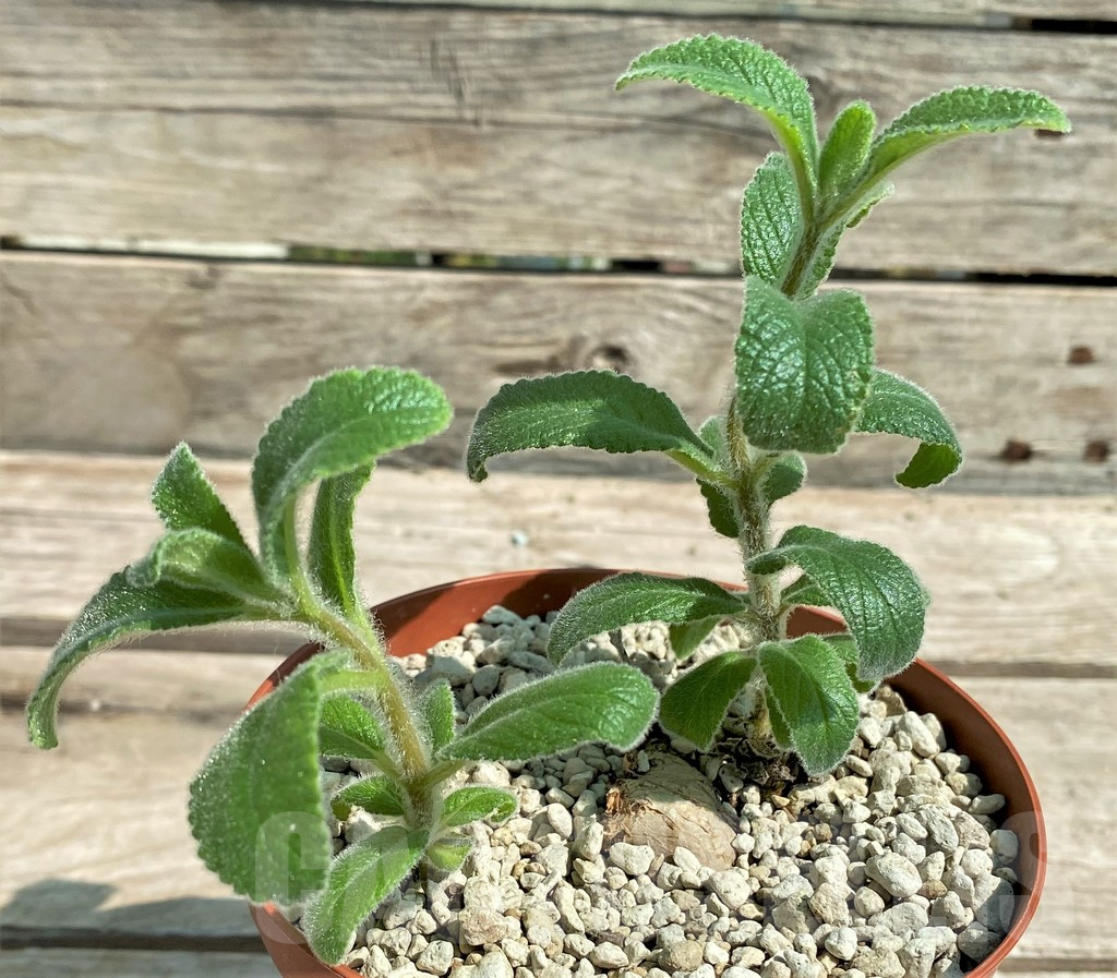 SHPR28782 Sinningia tubiflora - Obrázek 2