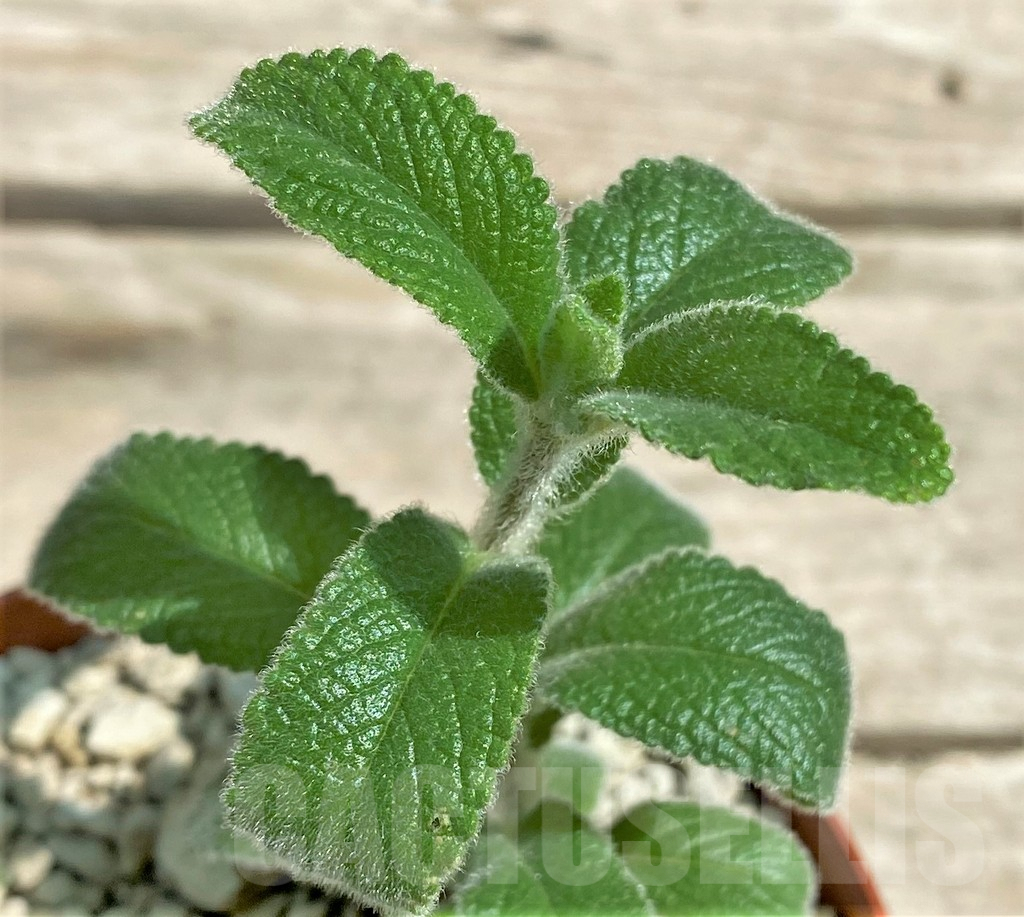 SHPR28782 Sinningia tubiflora