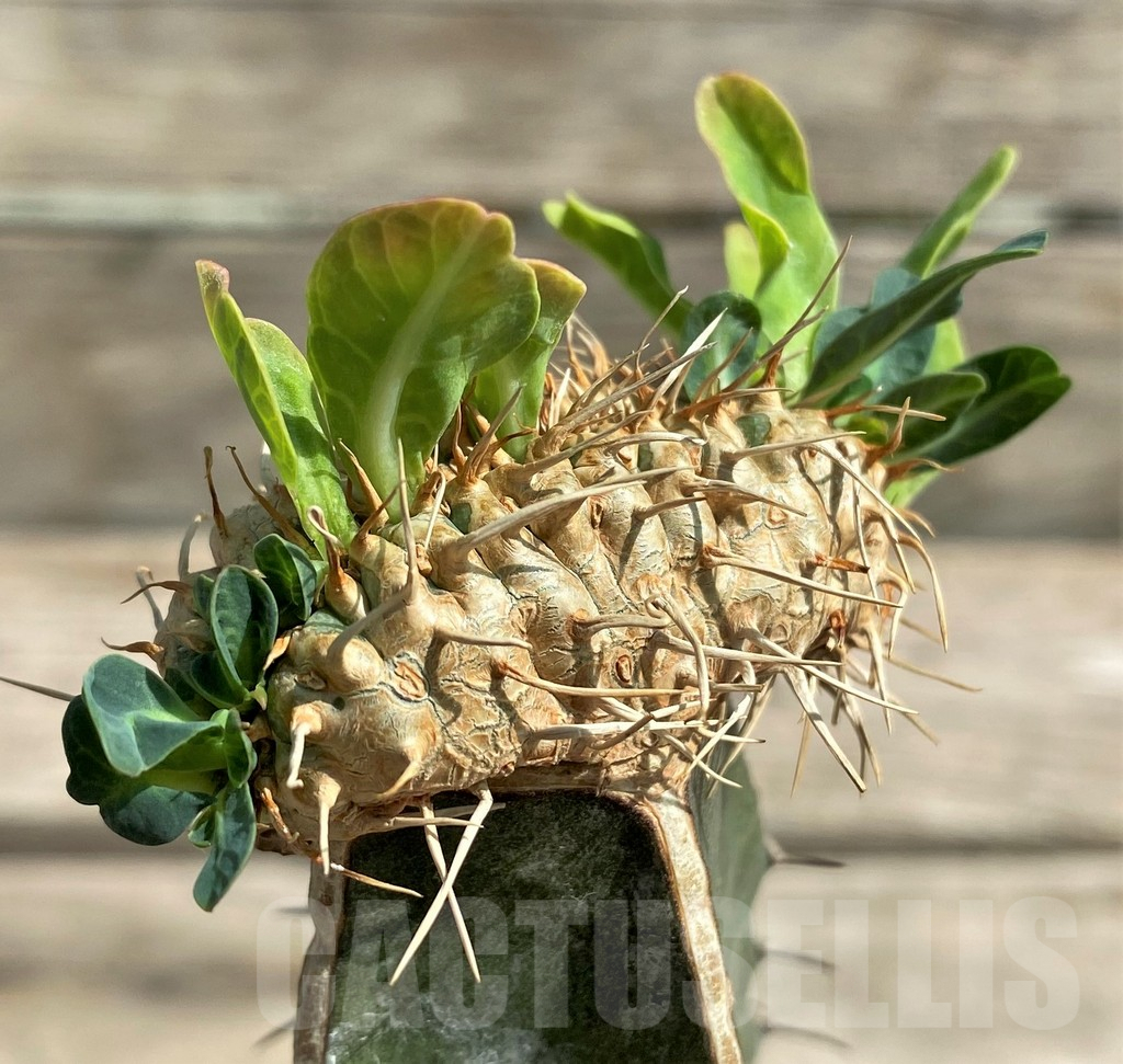 SHPR28784 Euphorbia guillauminiana f. cristata, grafted