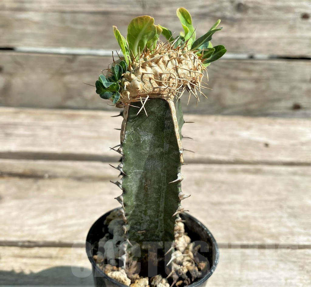 SHPR28784 Euphorbia guillauminiana f. cristata, grafted - Obrázek 2