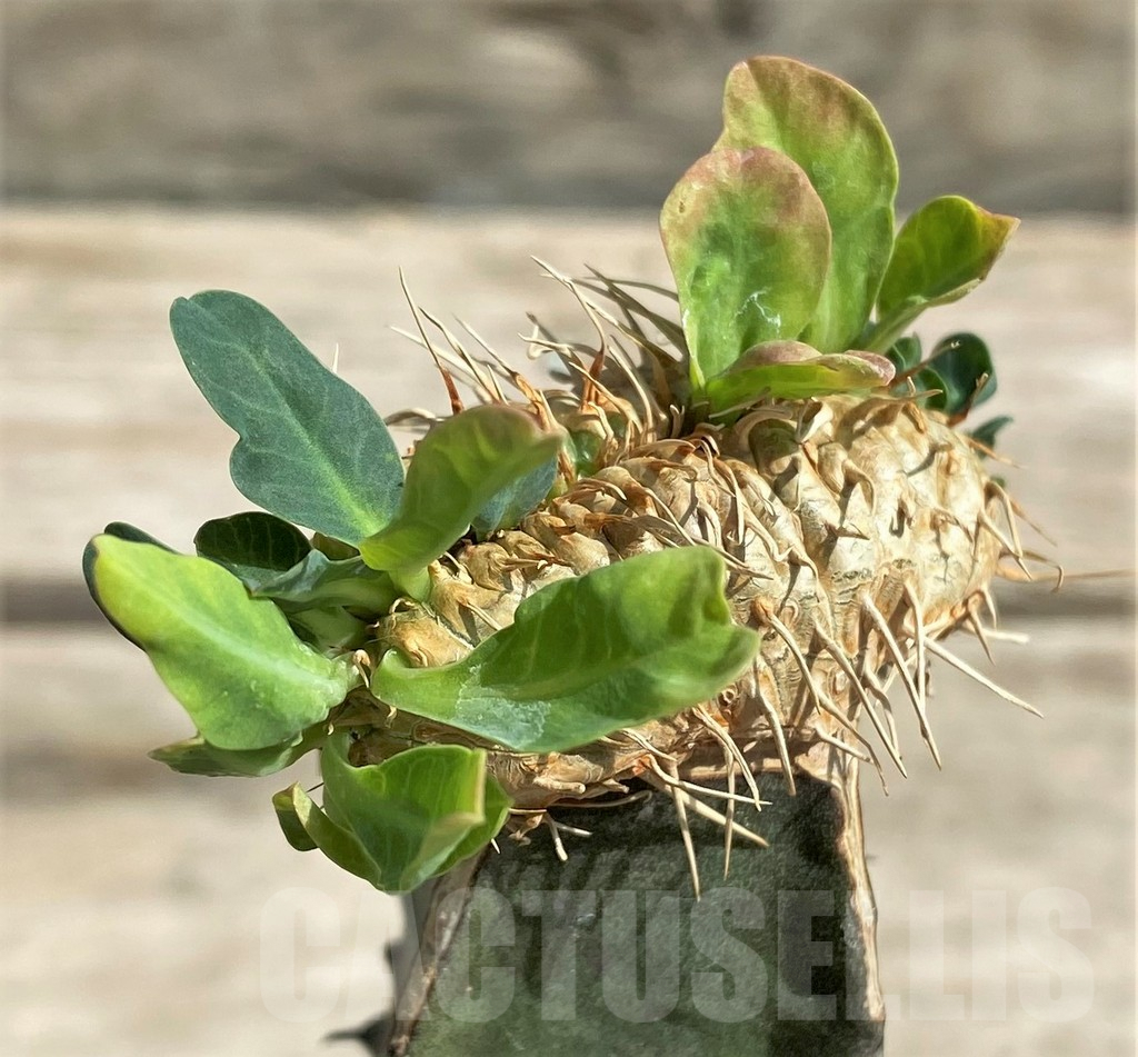 SHPR28784 Euphorbia guillauminiana f. cristata, grafted - Obrázek 3