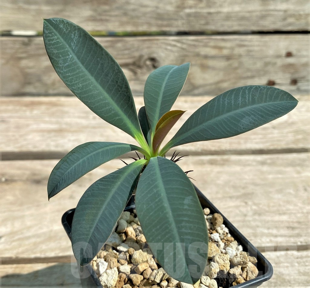 SHPR28787 Euphorbia pachypodioides -Ankarana- - Obrázek 2