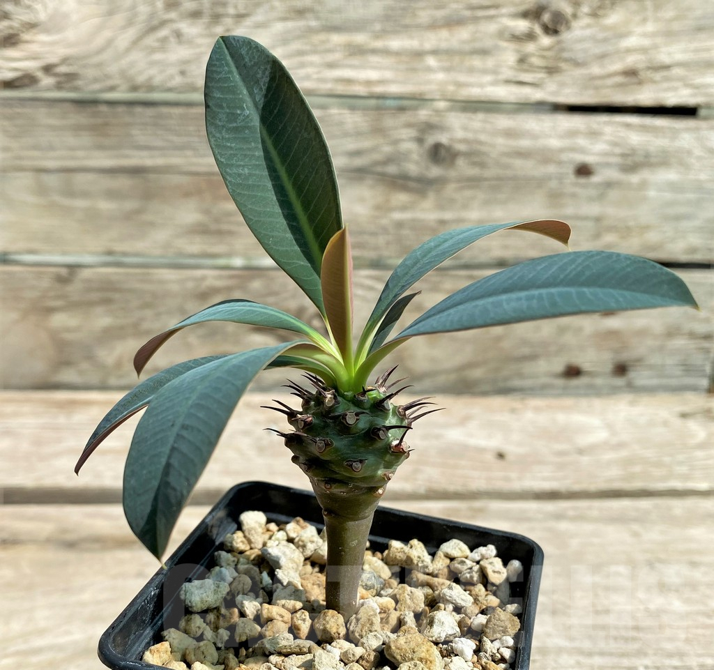 SHPR28787 Euphorbia pachypodioides -Ankarana-