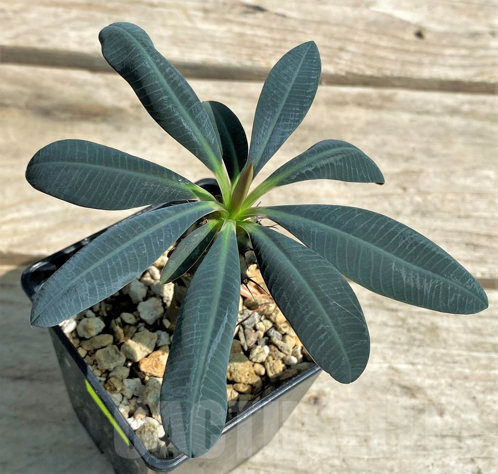 SHPR28788 Euphorbia pachypodioides -Ankarana- – Bild 2