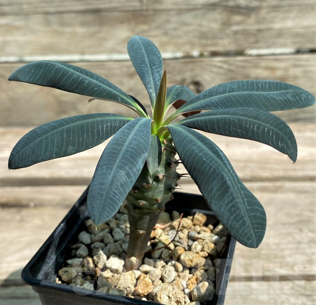 SHPR28788 Euphorbia pachypodioides -Ankarana-