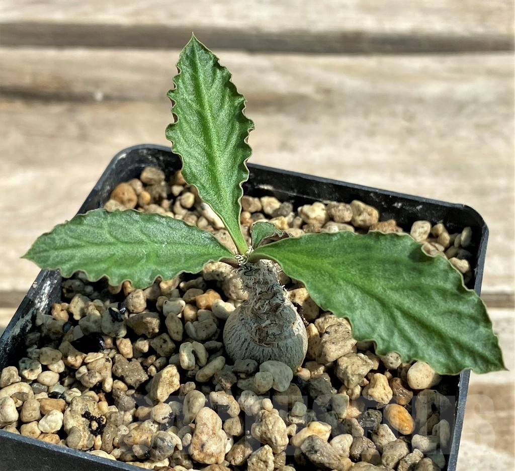 SHPR28790 Euphorbia ambovombensis