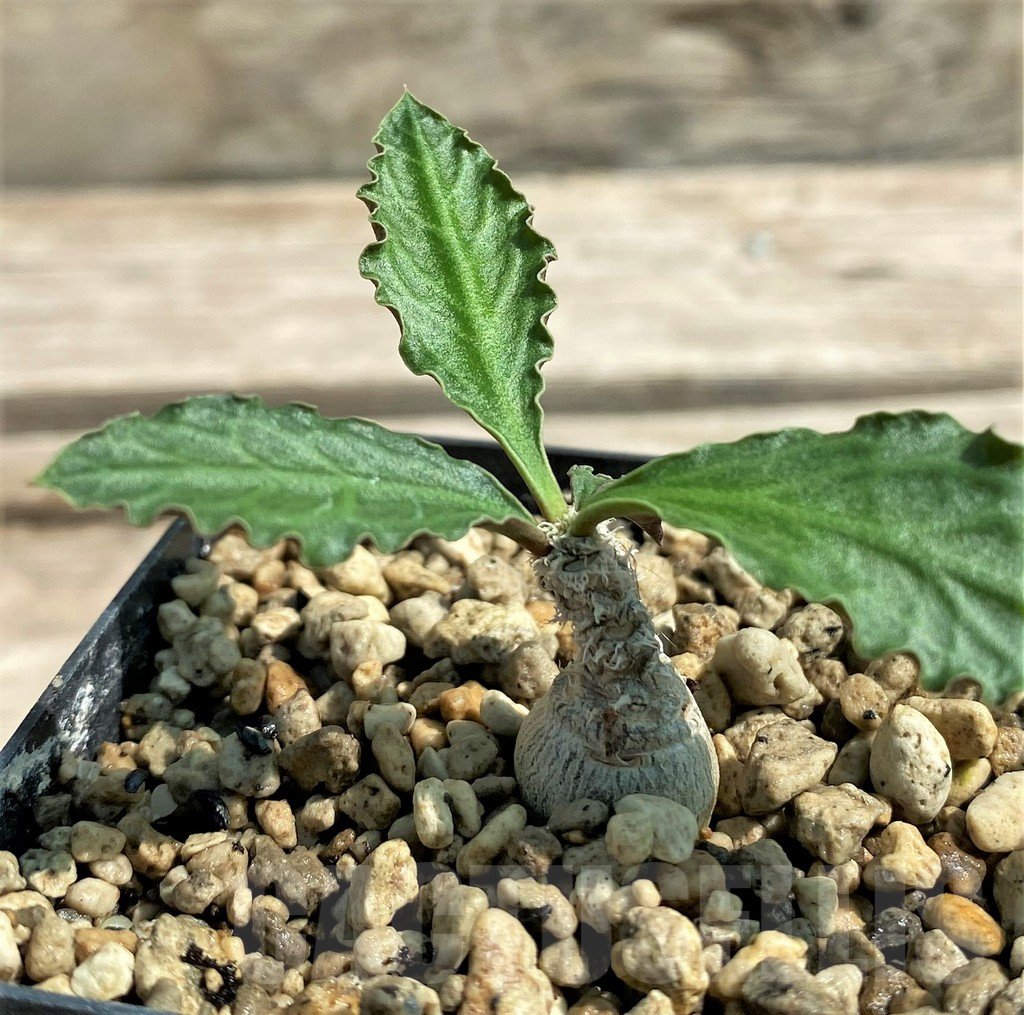 SHPR28790 Euphorbia ambovombensis - Obrázek 2