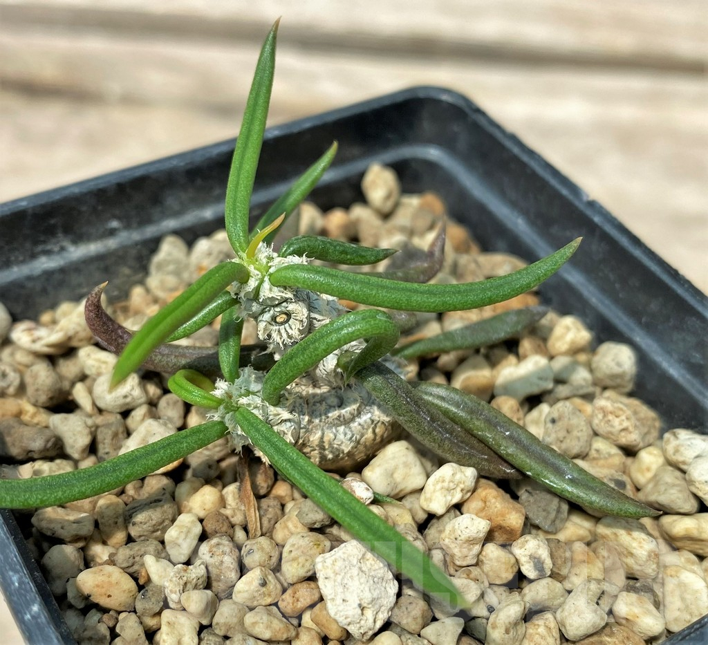 SHPR28793 Euphorbia cylindrifolia ssp. tuberifera