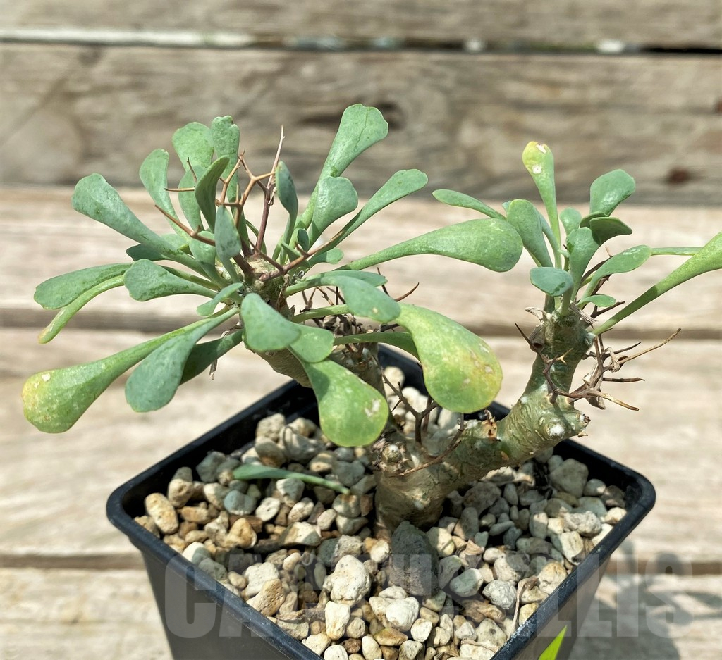 SHPR28794 Othonna euphorbioides