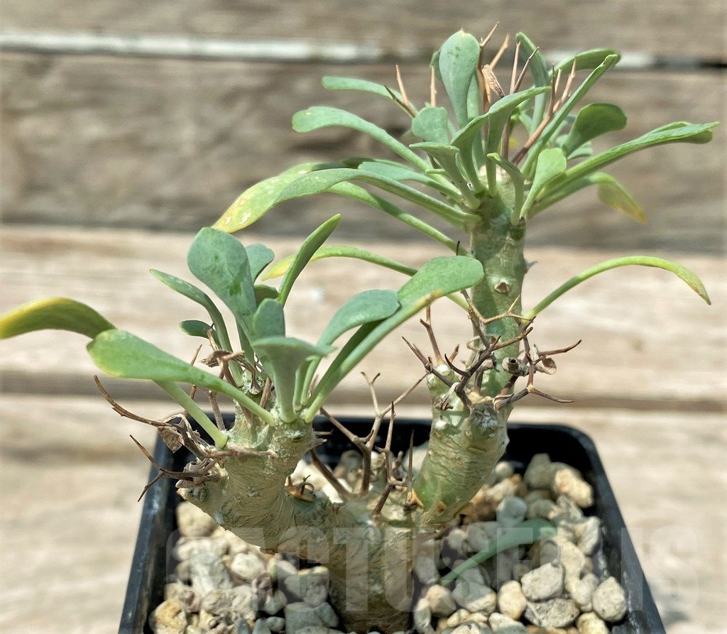 SHPR28794 Othonna euphorbioides - Obrázek 2