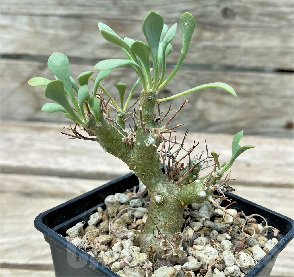 SHPR28795 Othonna euphorbioides